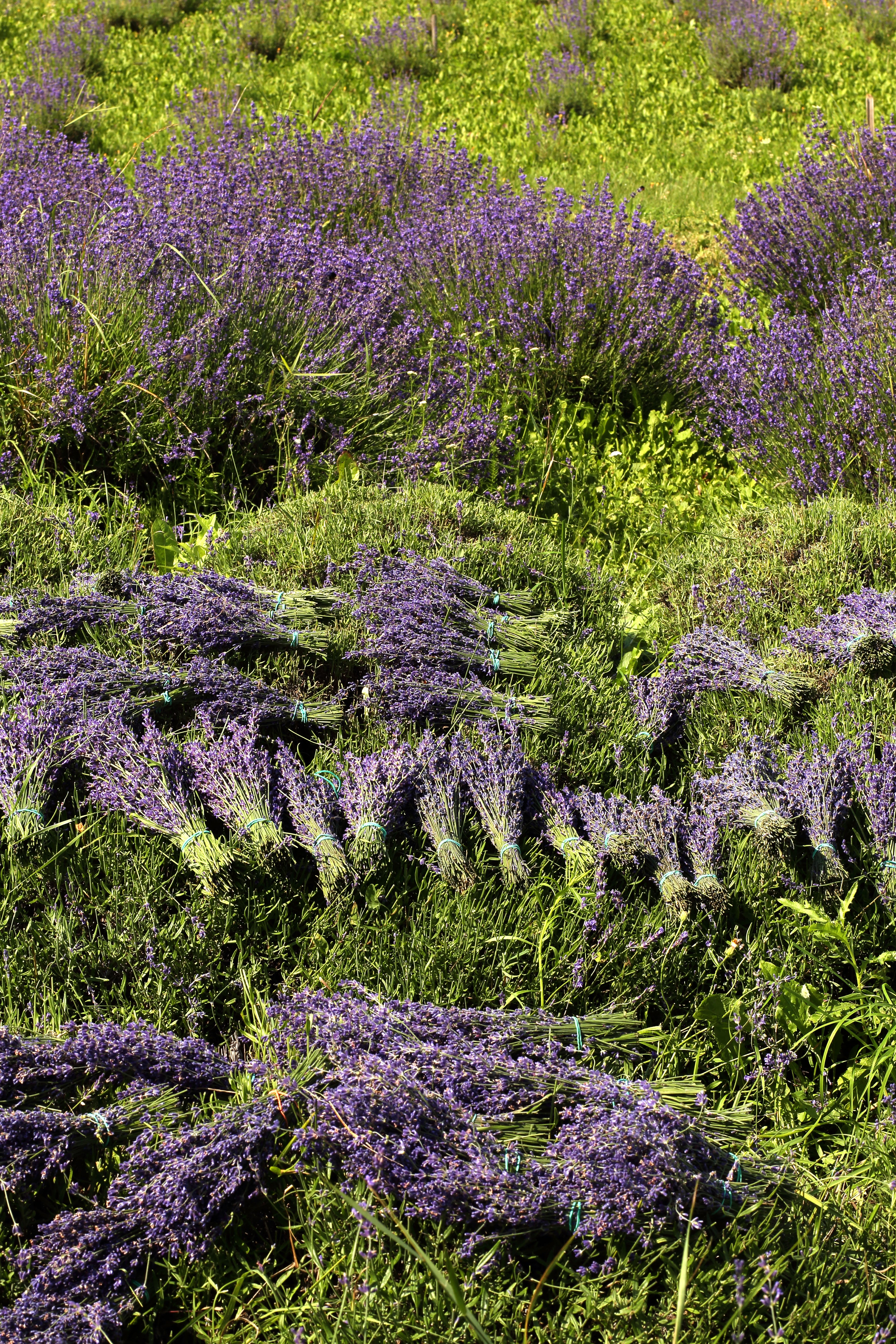 Sklizeň chodouňské levandule