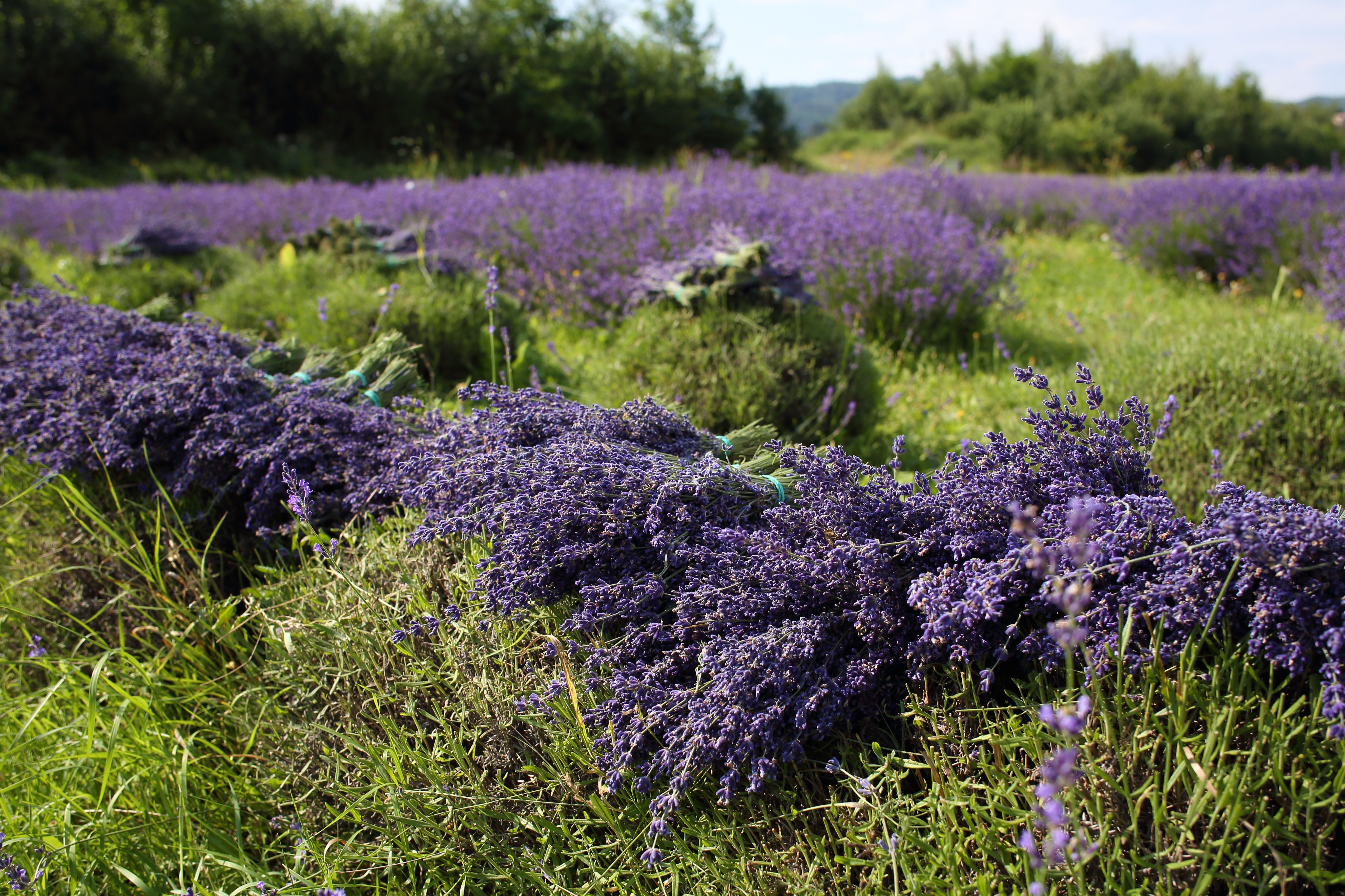 Levandulové údolí v Chodouni