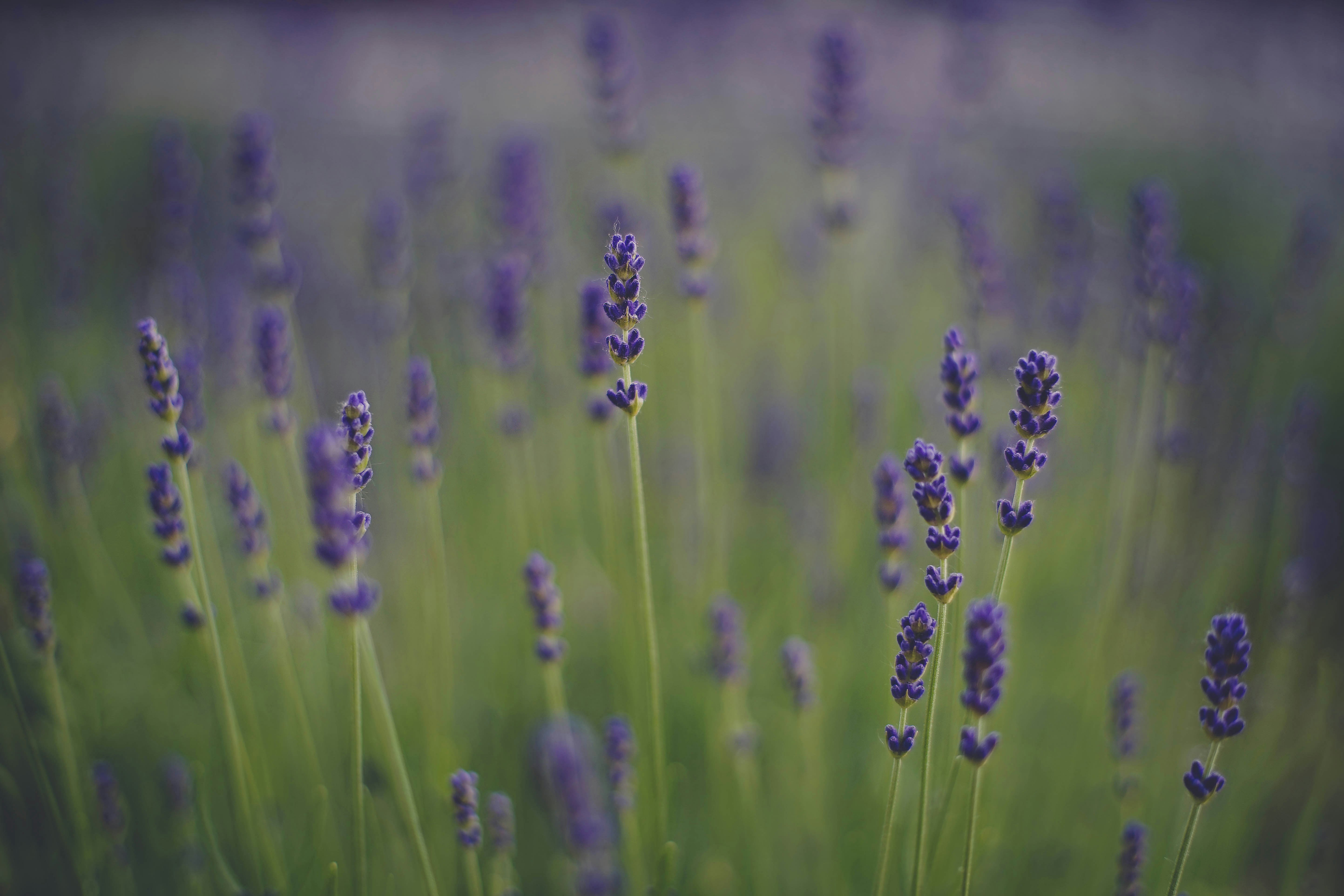 Autor: Zita Timár/Unsplash Autor: Zita Timár/Unsplash