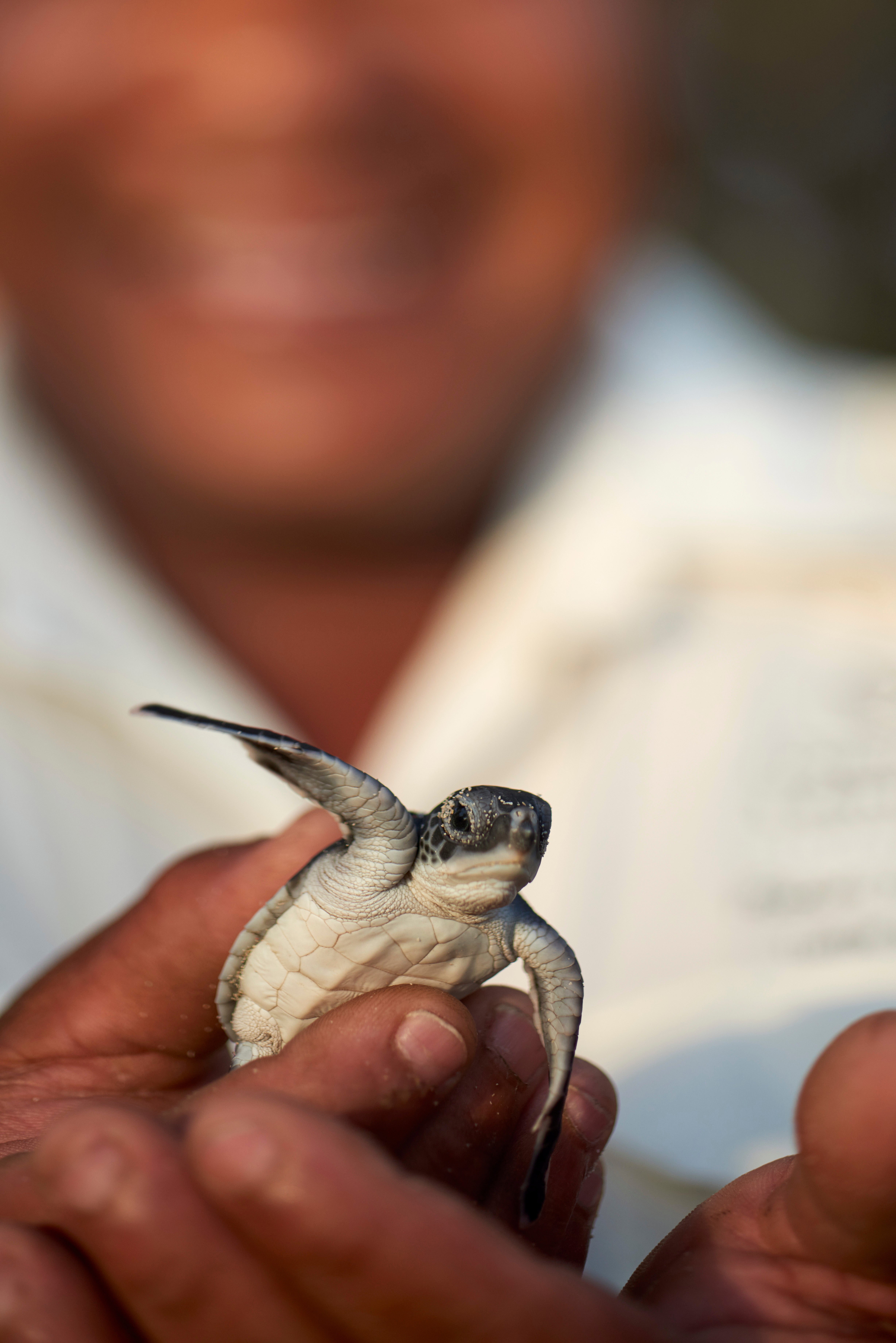 Autor: Contance Lemuria Seychelles Autor: Contance Lemuria Seychelles