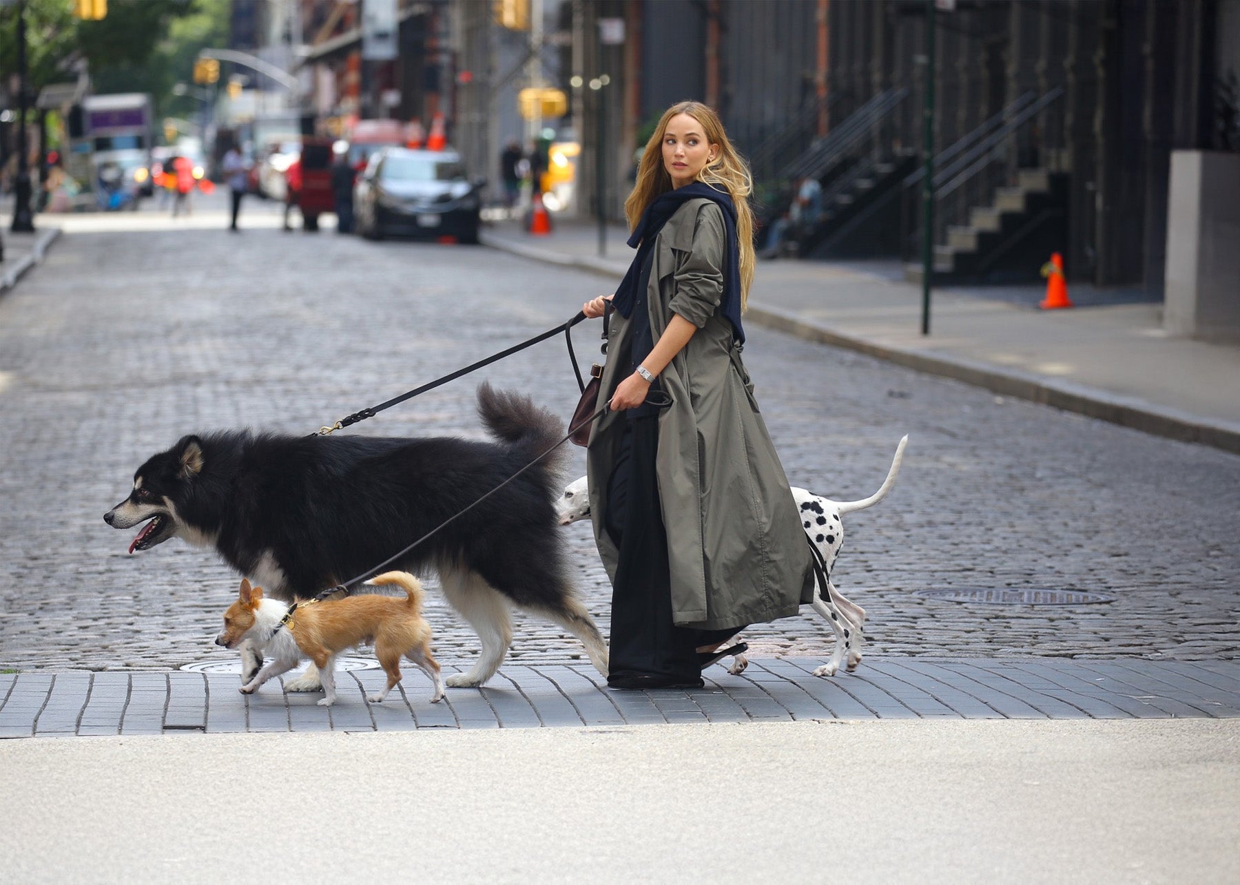 Když hvězdy venčí aneb Jak být šik, když jdete se psem