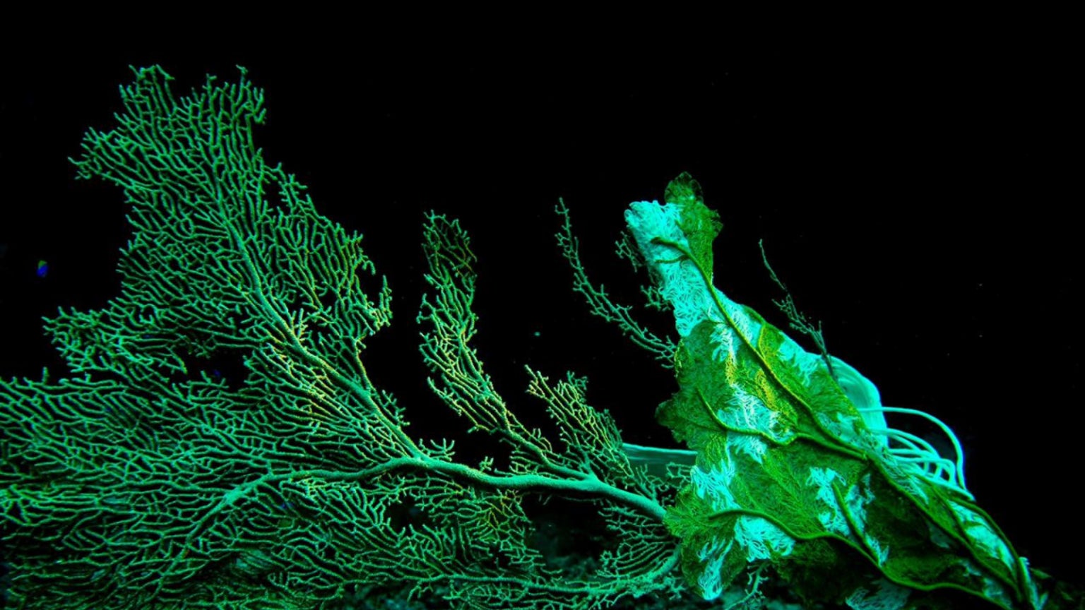 Indická návrhářka Vaishali S debutuje v Paříži kolekcí Breath