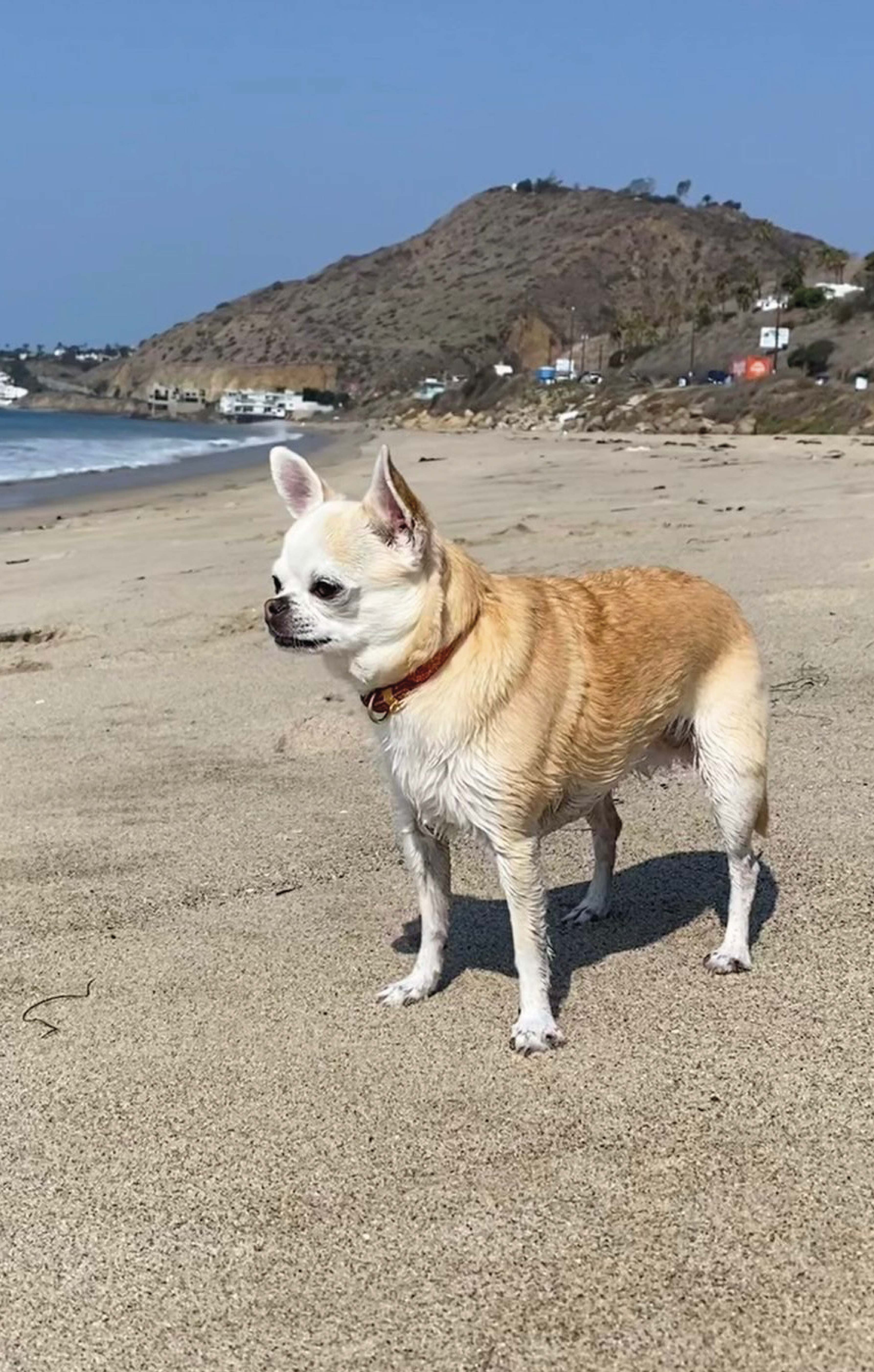 Autor: Anežka Lišková Autor: Anežka Lišková