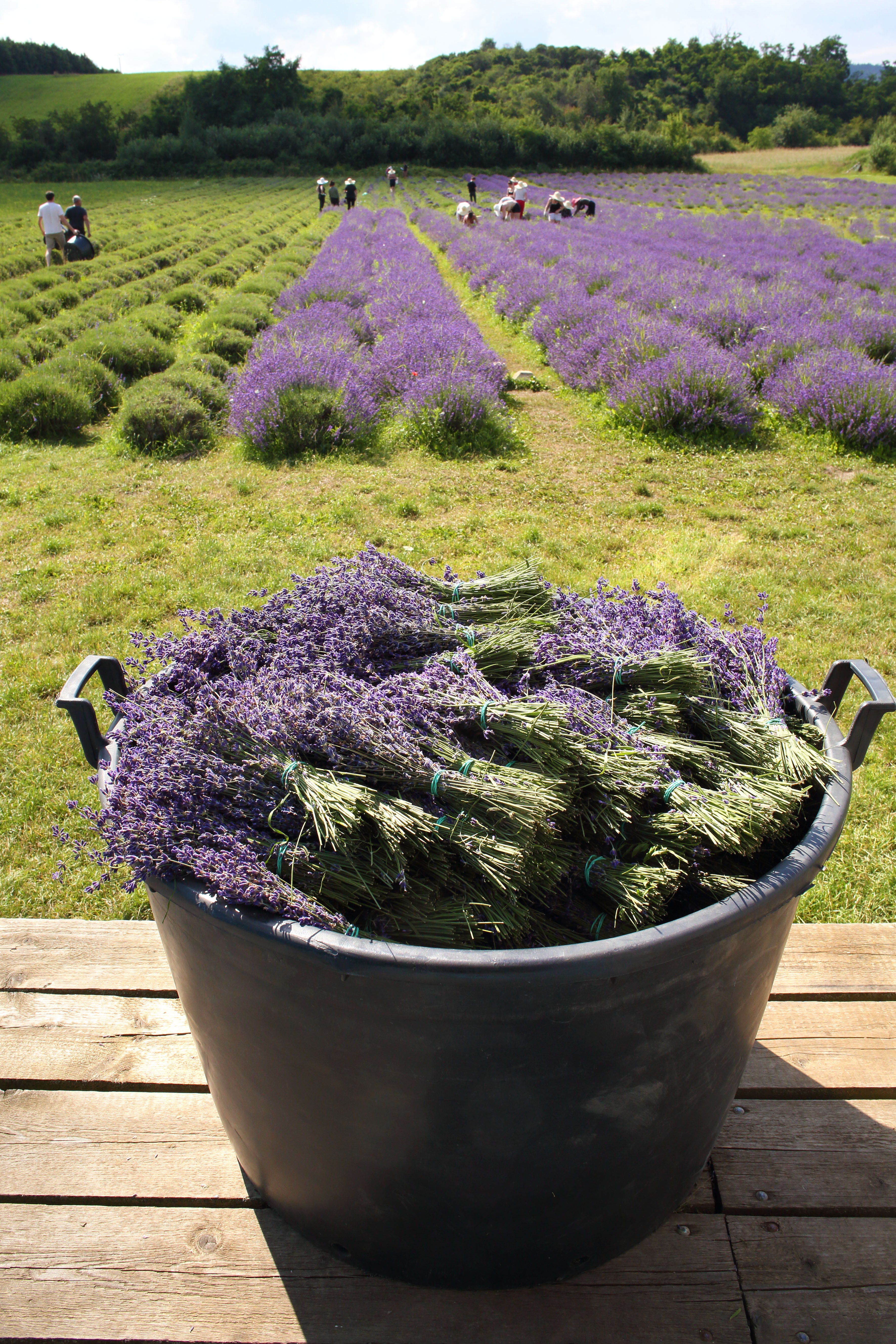 Sklizeň chodouňské levandule Sklizeň chodouňské levandule