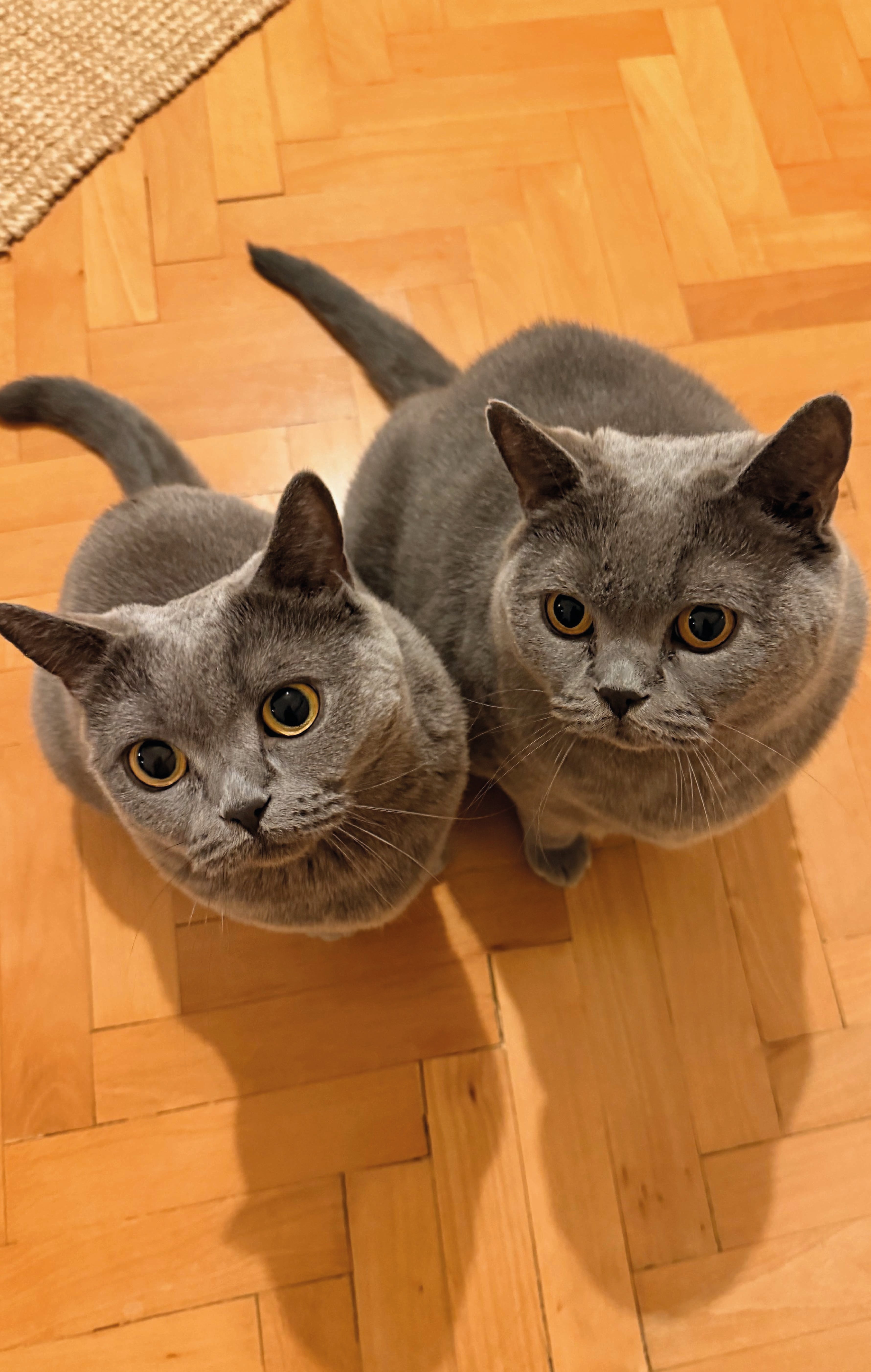 Autor: Cindy Kerberová Autor: Cindy Kerberová