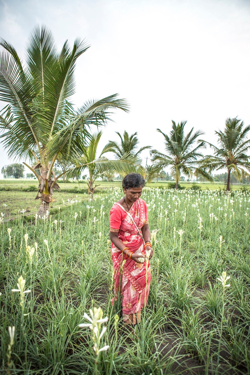Sklizeň tuberózy v indickém regionu Maisúr