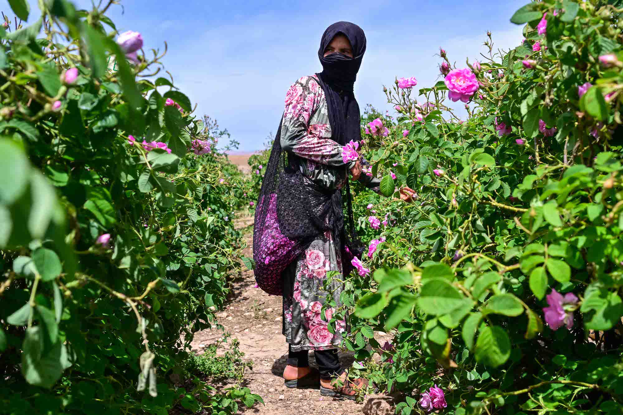 Sběračka růží v Kalaat M'Gouna v Maroku