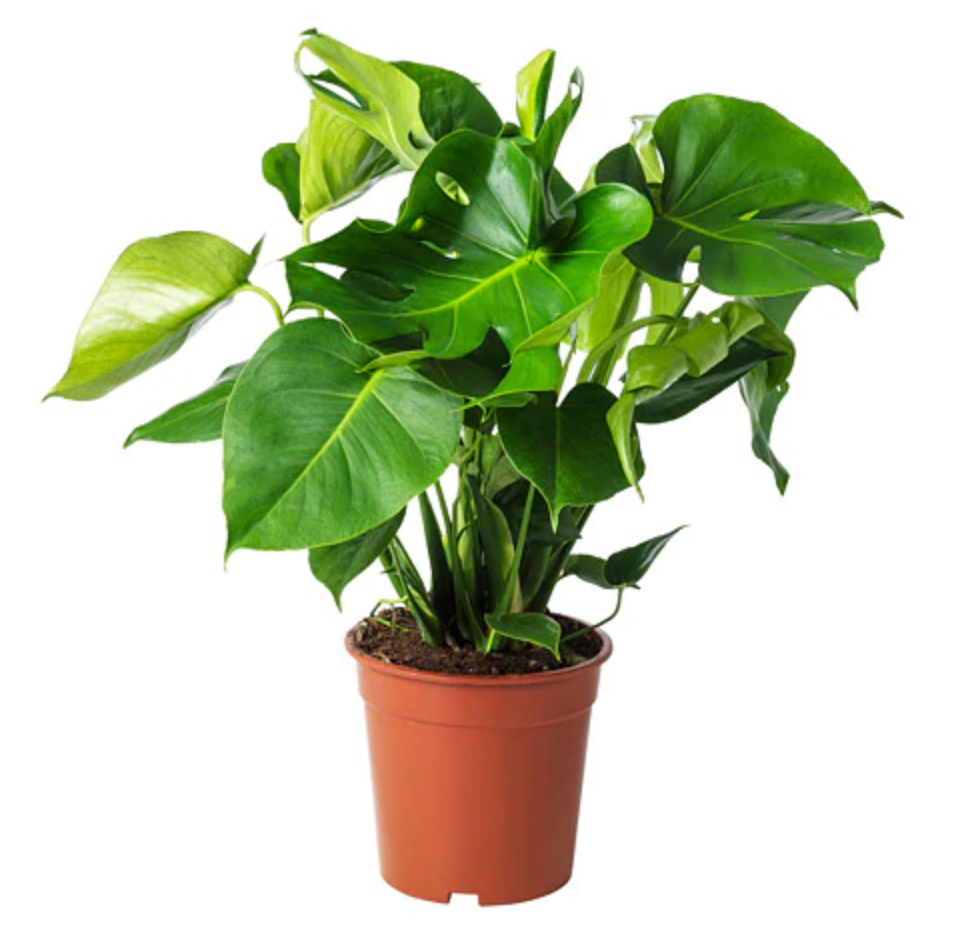 Monstera, Ikea, 299 Kč