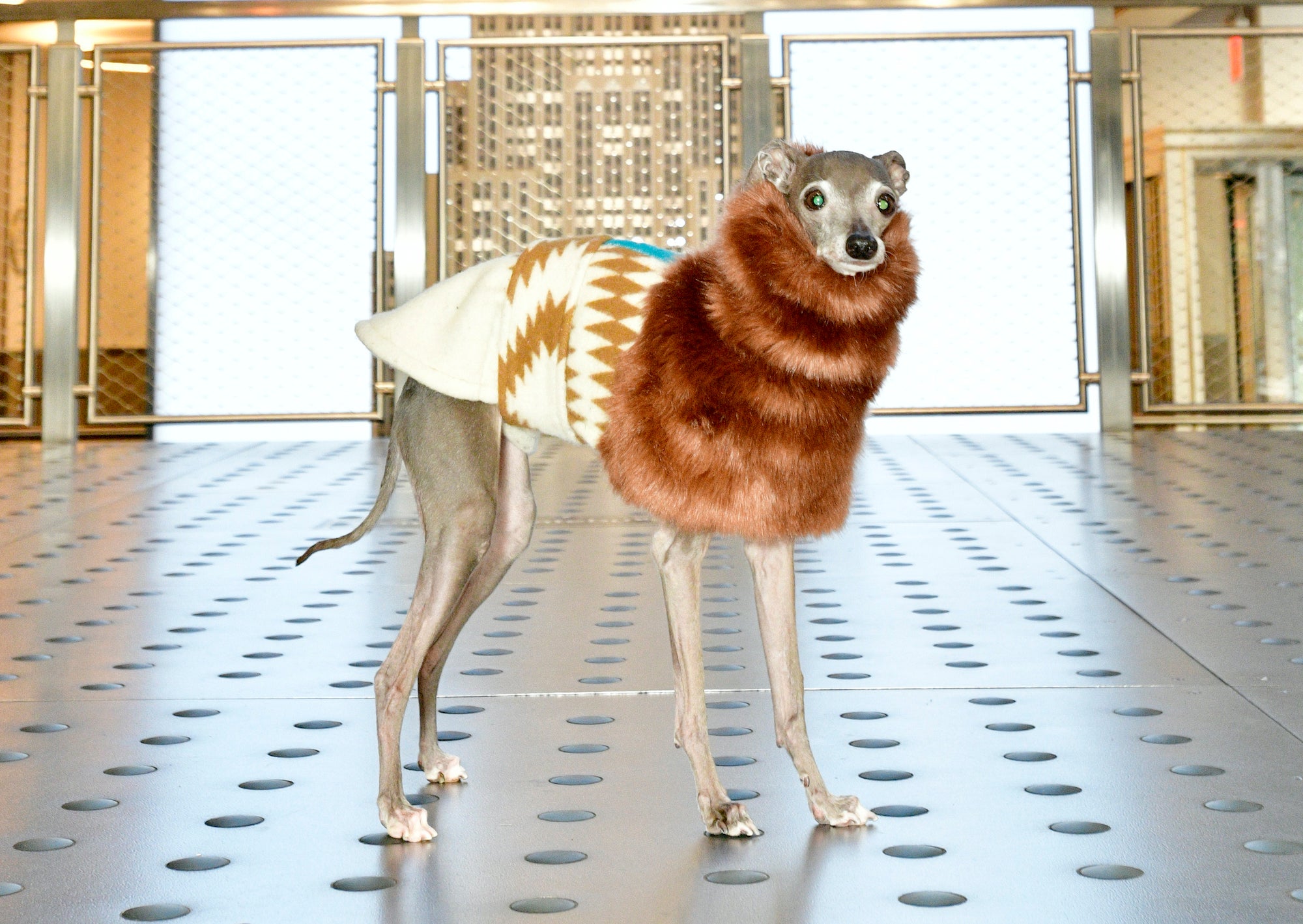 Tika the Iggy v Empire State Building v New Yorku, 14. února 2023