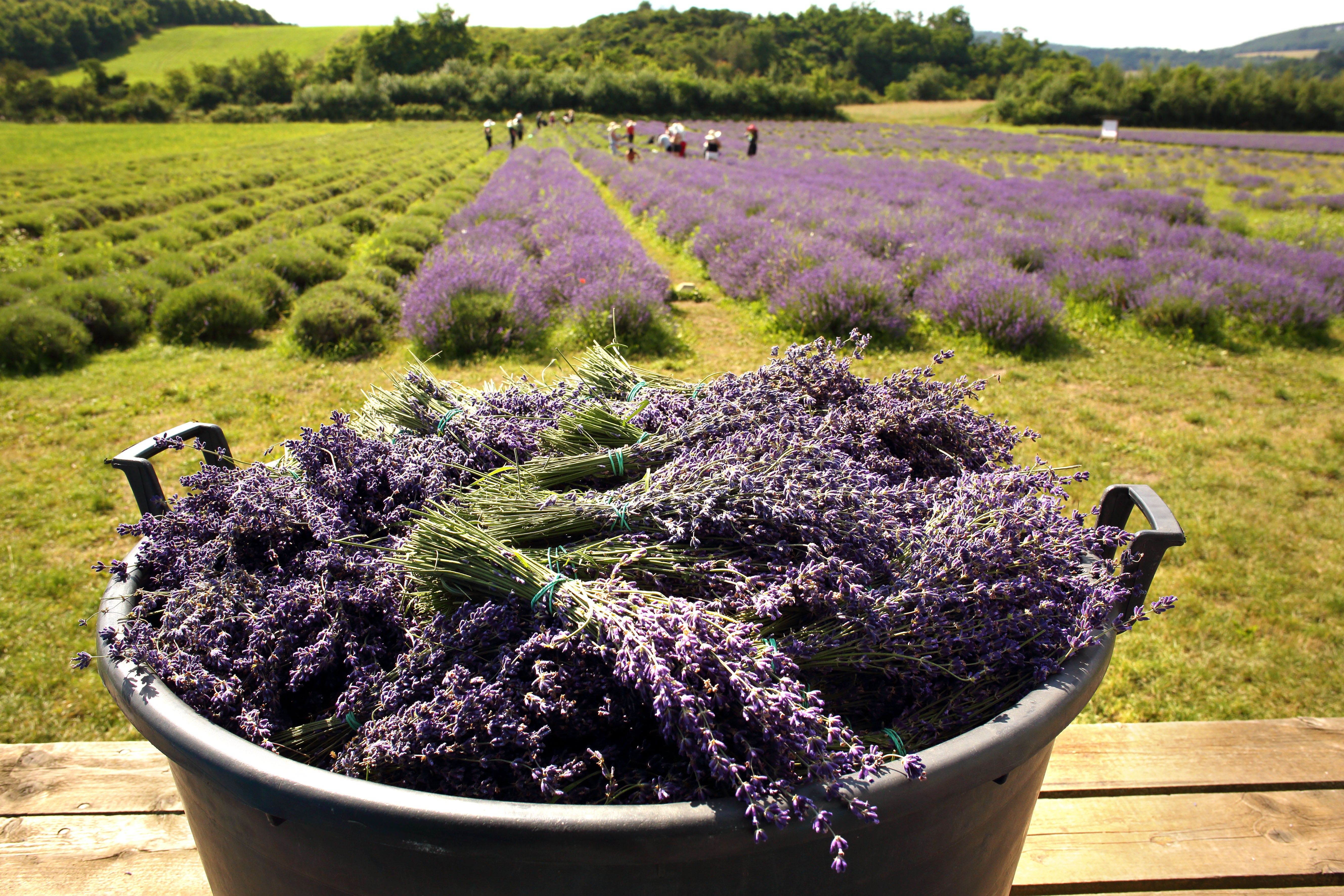 Levandulové údolí v Chodouni Levandulové údolí v Chodouni